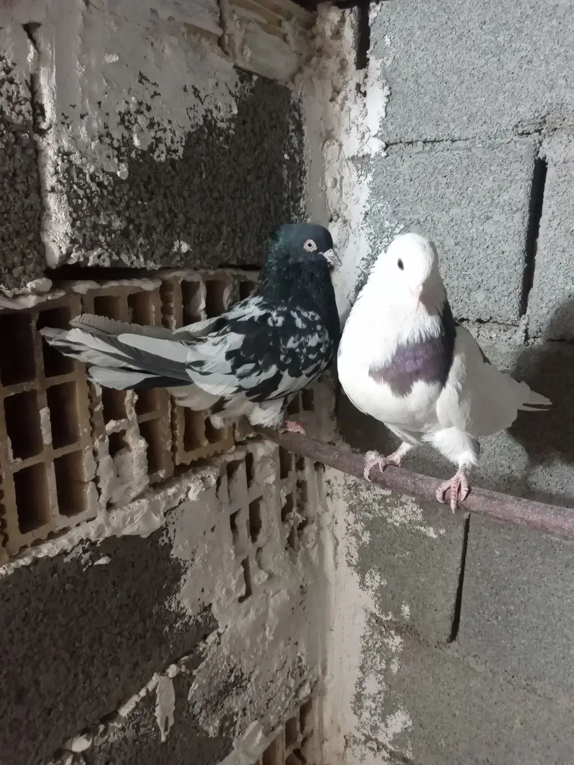 کفتر جفتی ۱۸۰۰|پرنده|صباشهر, |دیوار