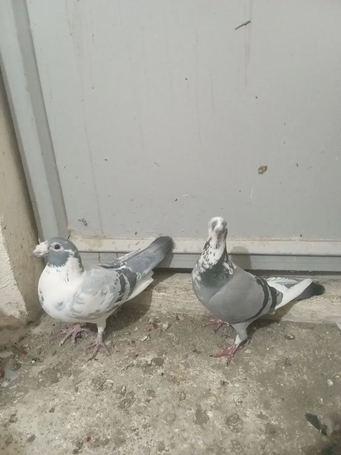 کبوتر آلمانی|پرنده|آزادشهر, |دیوار