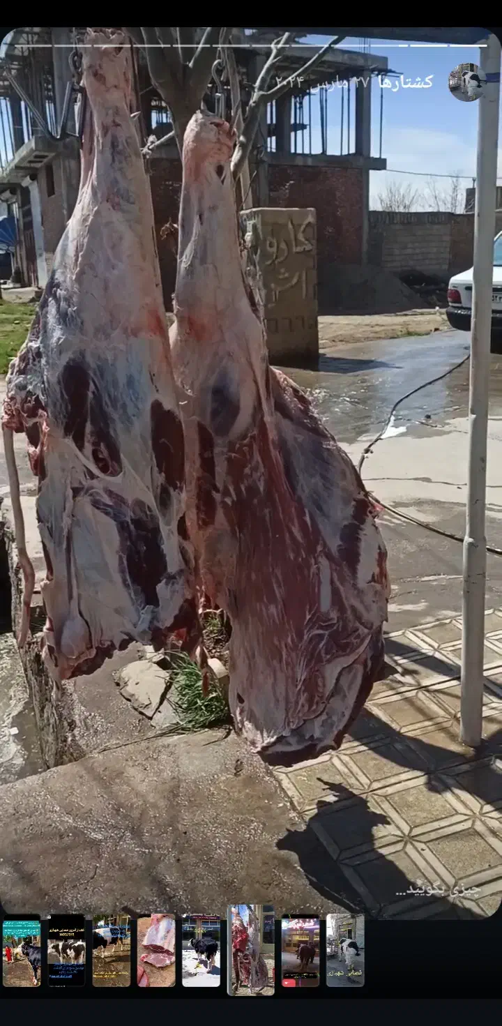 گوشت گوساله نر و گوسفند تازه|خوردنی و آشامیدنی|چهاربرج, |دیوار