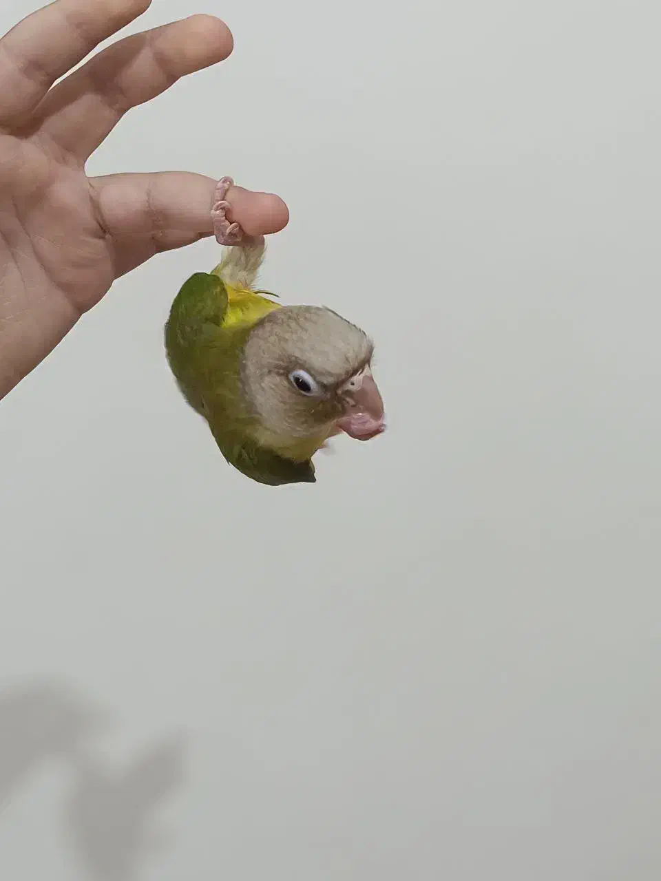 گرینچیک نر اناناسی 70 روزه فول اهلی و دونخور|پرنده|سهند, |دیوار