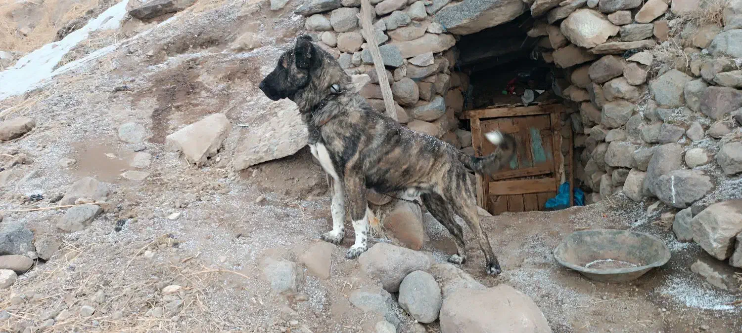 سگ کانگال|سگ|اسکو, |دیوار