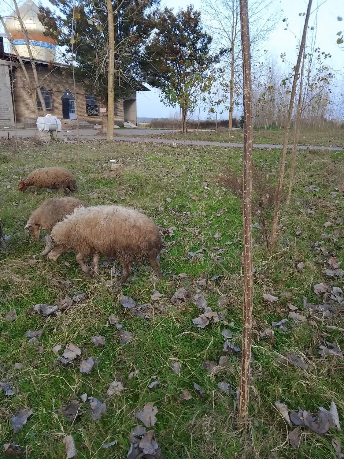 گوسفند نر تخمی فروش یا معاوضه|حیوانات مزرعه|لنگرود, |دیوار