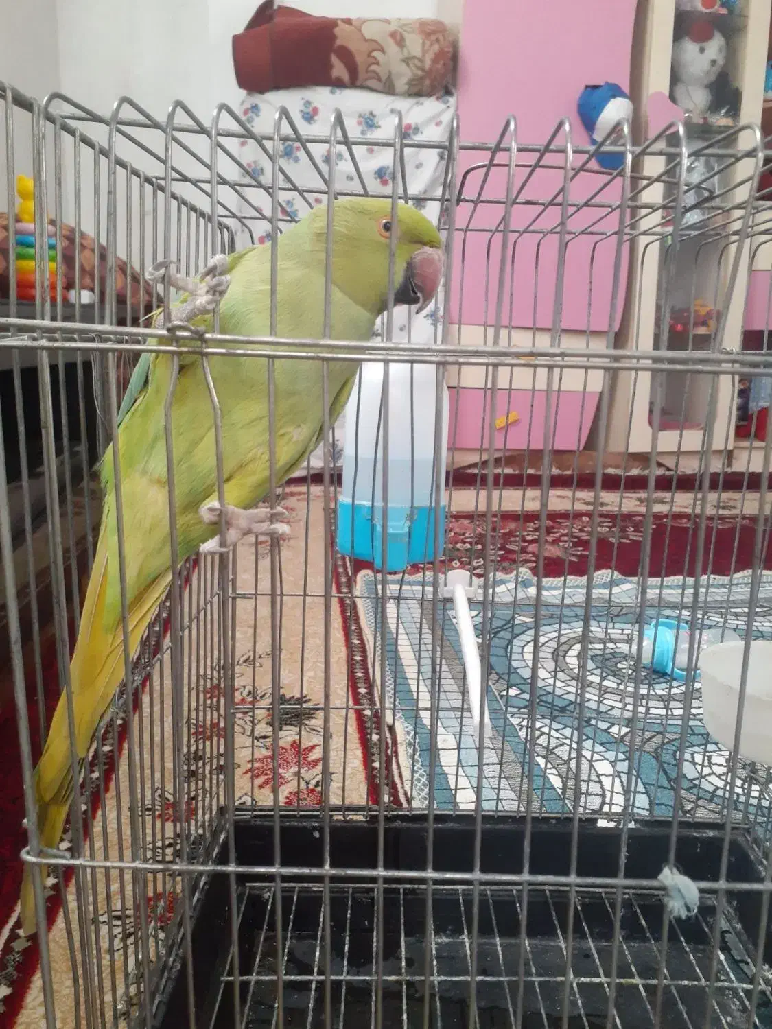 ۱۰۰|پرنده|پاکدشت, خاتون آباد|دیوار