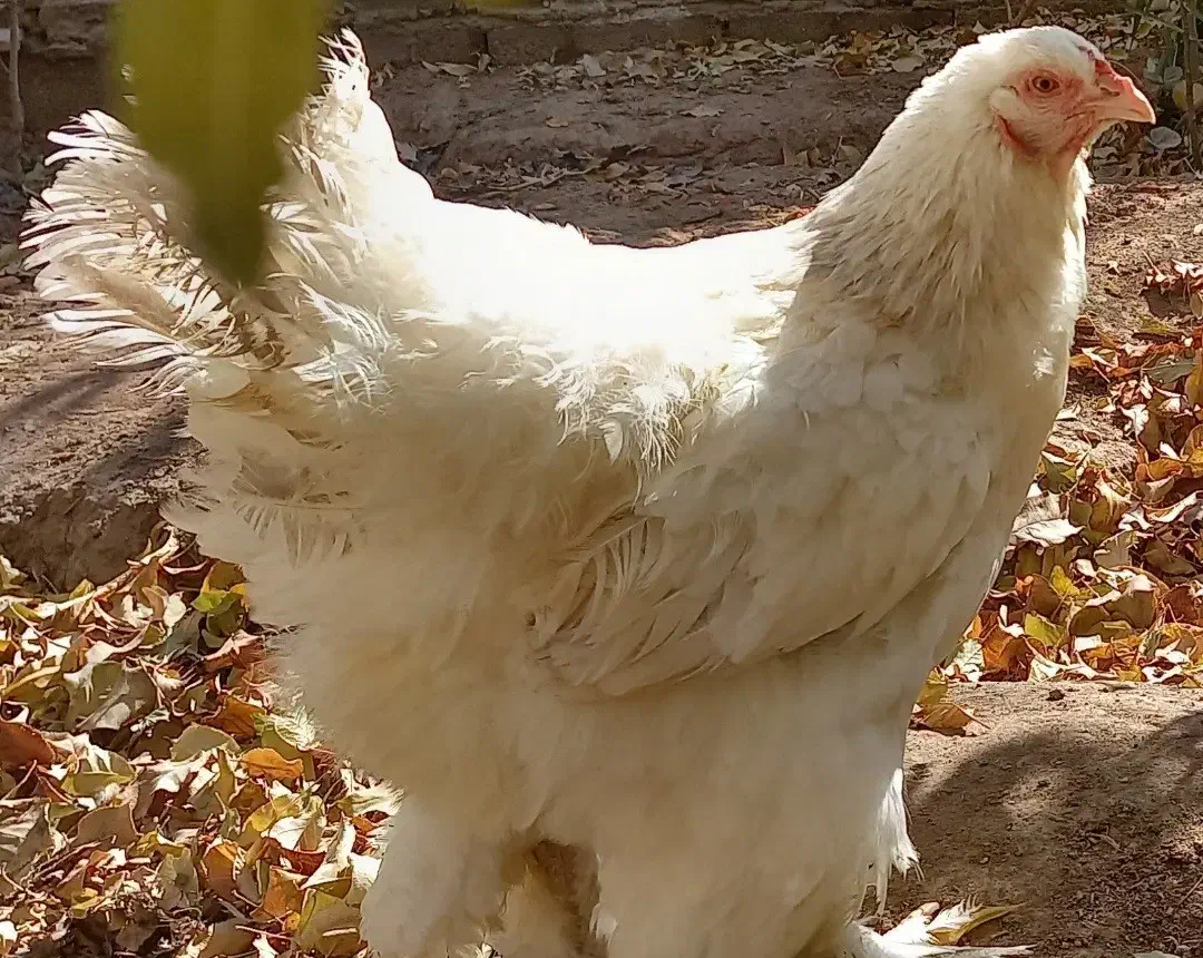 فروش مرغ و خروس|حیوانات مزرعه|کرمان, |دیوار