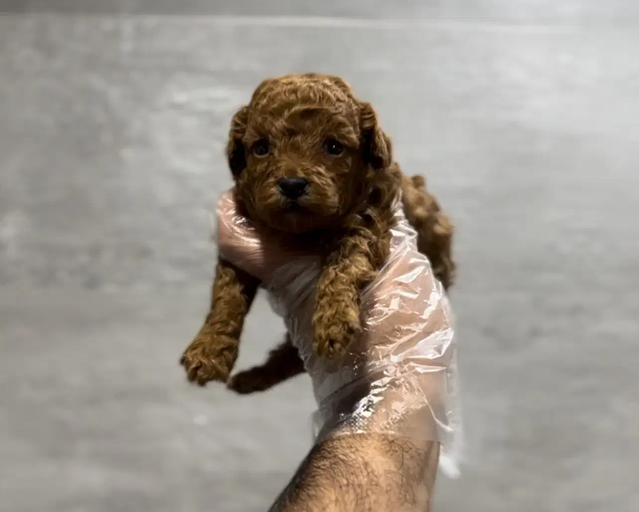 توی پودل عروسکی دارک رد نر|سگ|مشهد, هفت تیر (حافظ)|دیوار