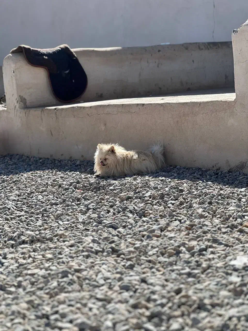 سگ پامر|سگ|یزد, |دیوار