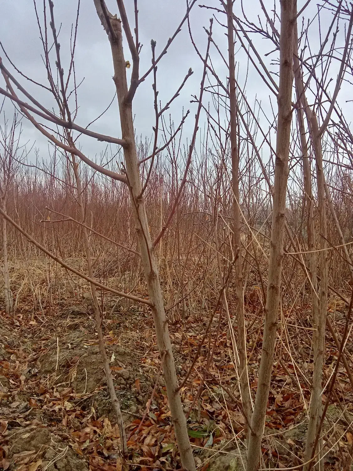 هلو3ساله نهال ازهمه رقم عمده|گل و گیاه طبیعی|آذرشهر, |دیوار