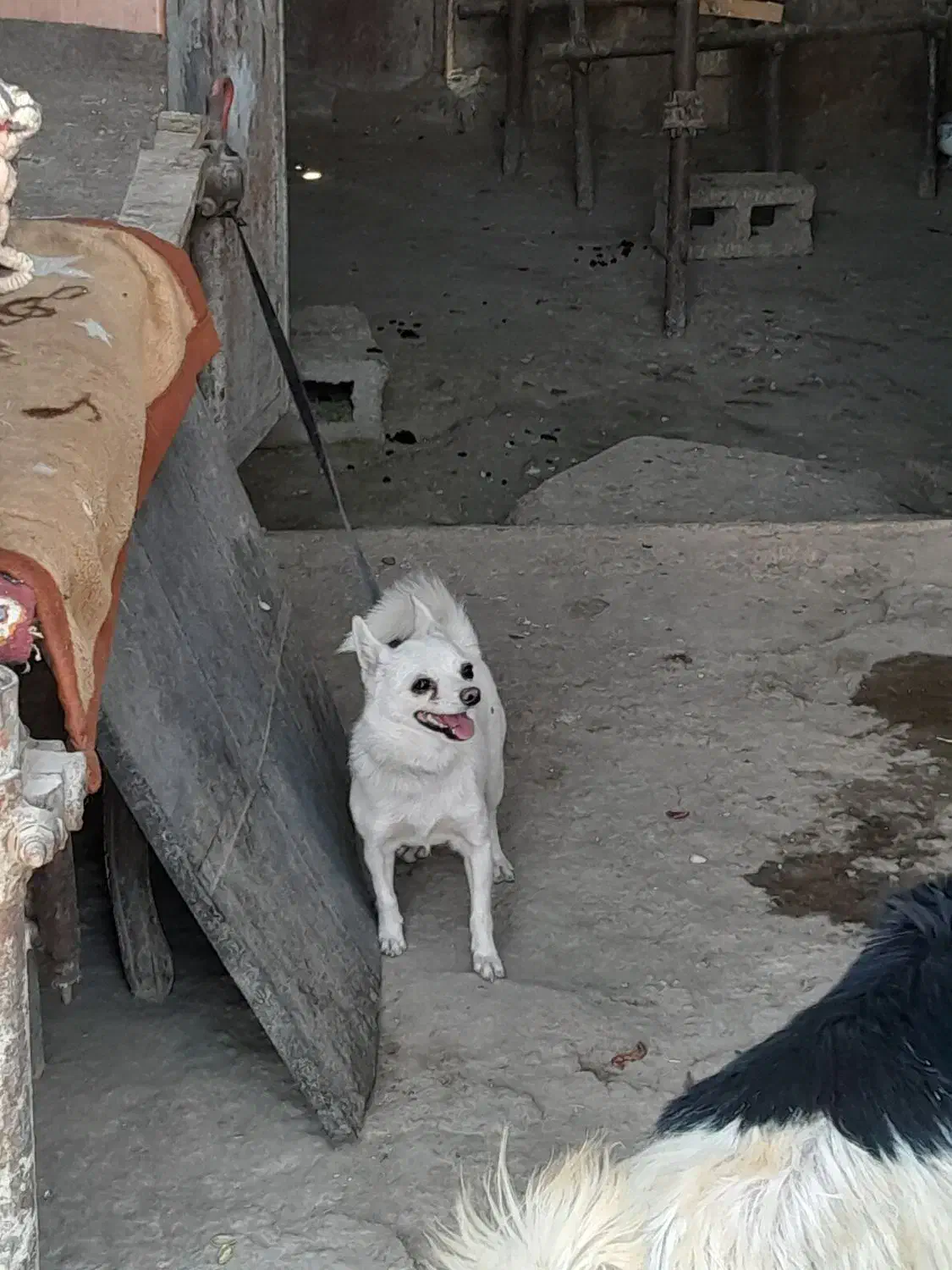 واگزاری،|سگ|شیراز, شیخ علی چوپان|دیوار