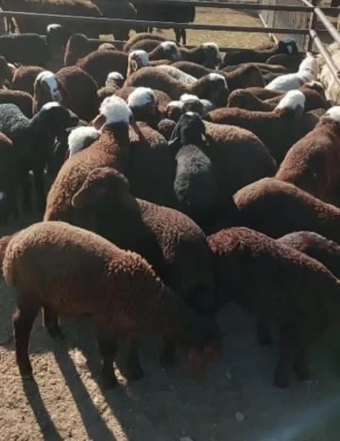 بره بزغاله میش گوسفند بز نذری عقیقه|حیوانات مزرعه|خمینیشهر, |دیوار