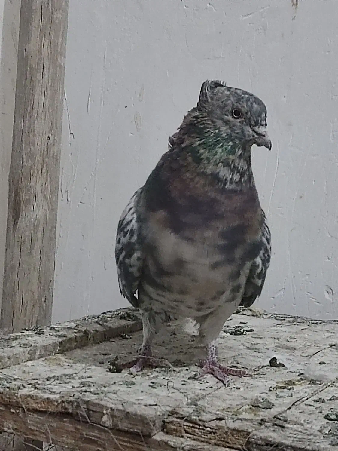 نر سرور|پرنده|خمینیشهر, |دیوار