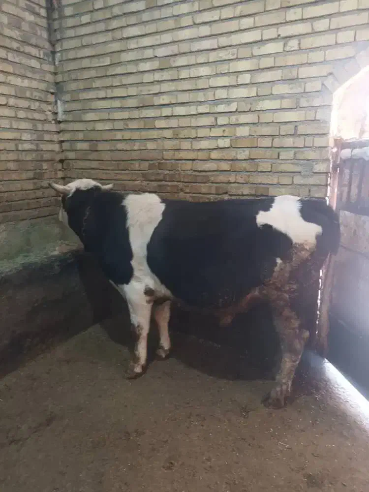 گوساله|حیوانات مزرعه|کلاترزان, |دیوار