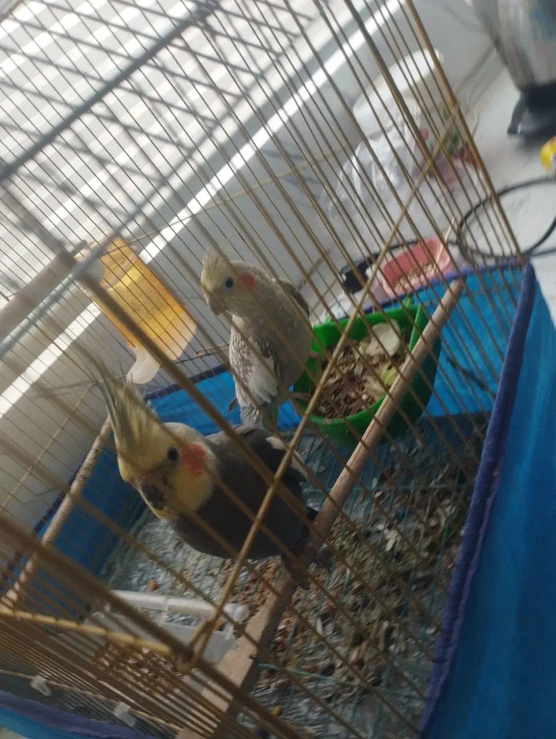 فروش عروس هلندی|پرنده|همدان, |دیوار