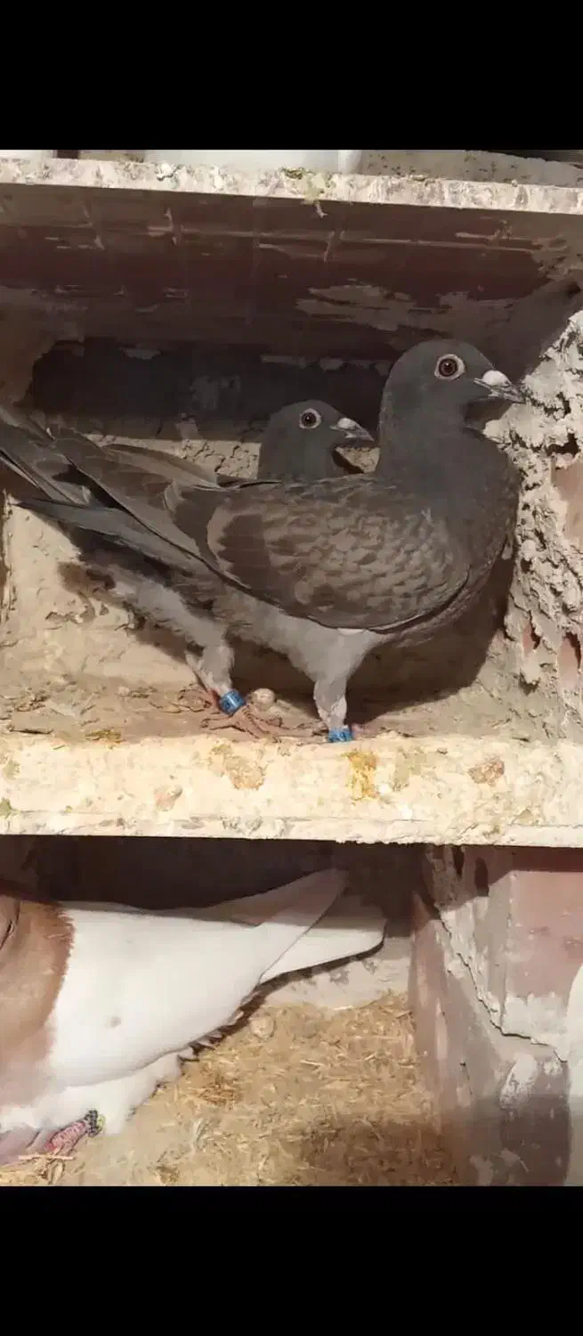 شامی پلاکی|پرنده|خسروشاه, |دیوار