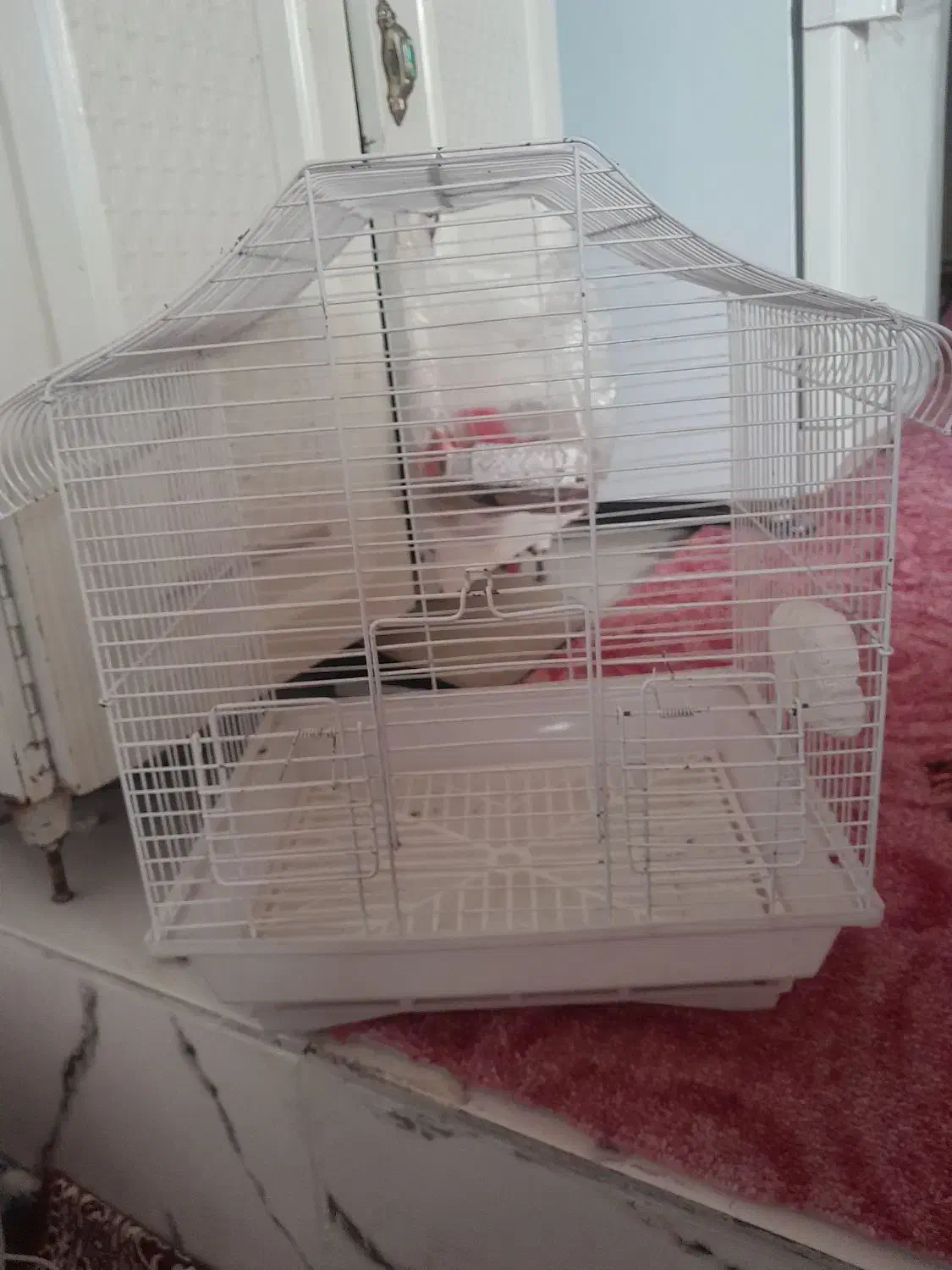 قفس|لوازم جانبی حیوانات|تبریز, |دیوار