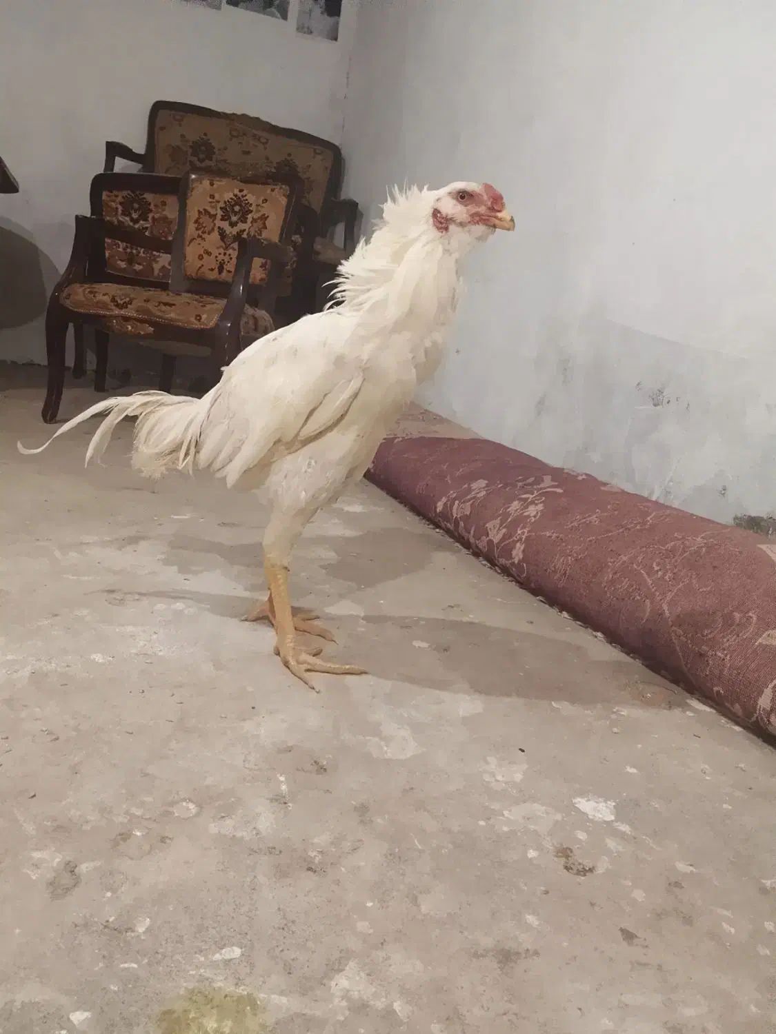 خروس کلنگی|حیوانات مزرعه|تهران, جردن|دیوار