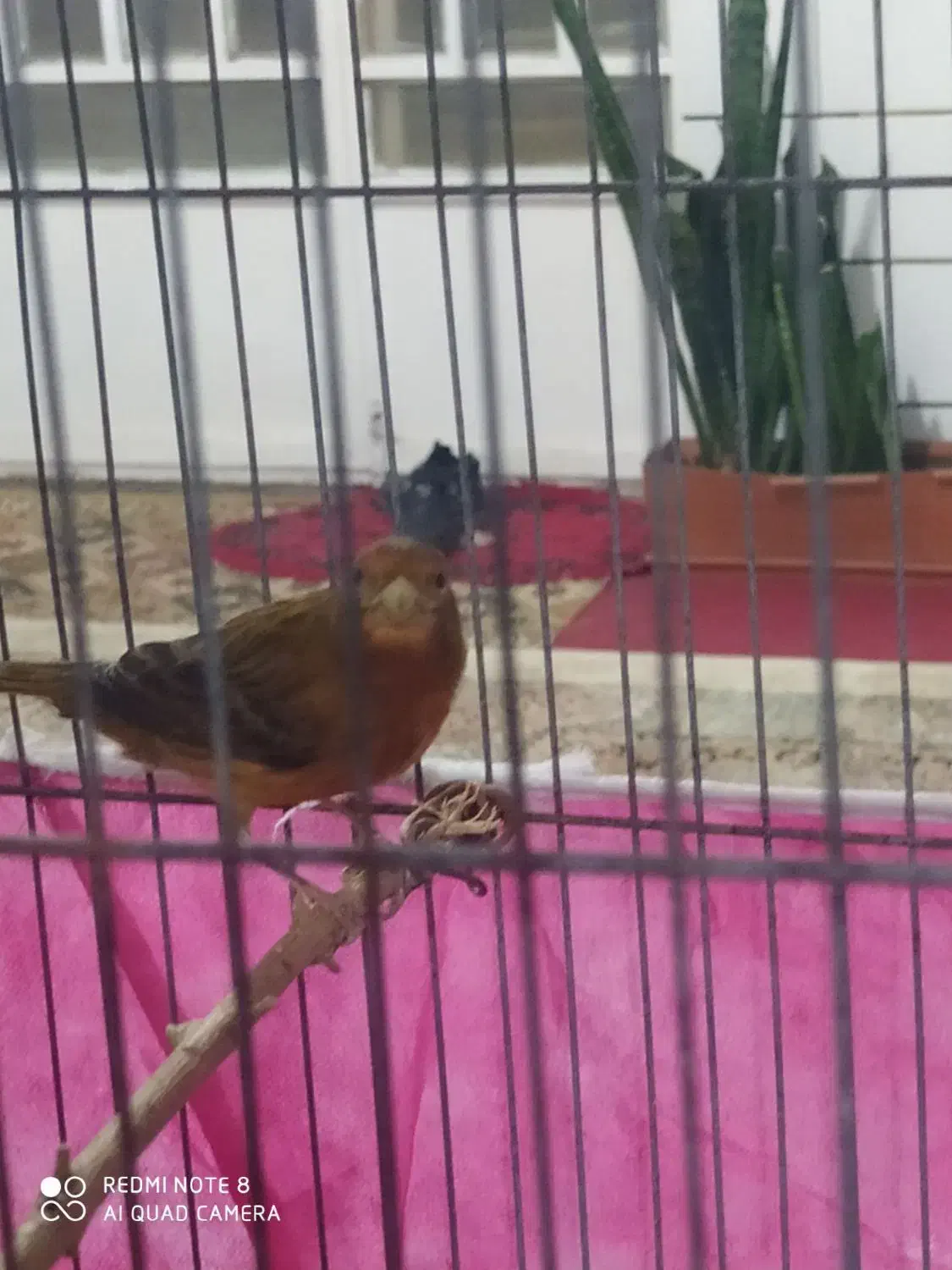 تعدادی قناری فروشی|پرنده|کوهبنان, |دیوار