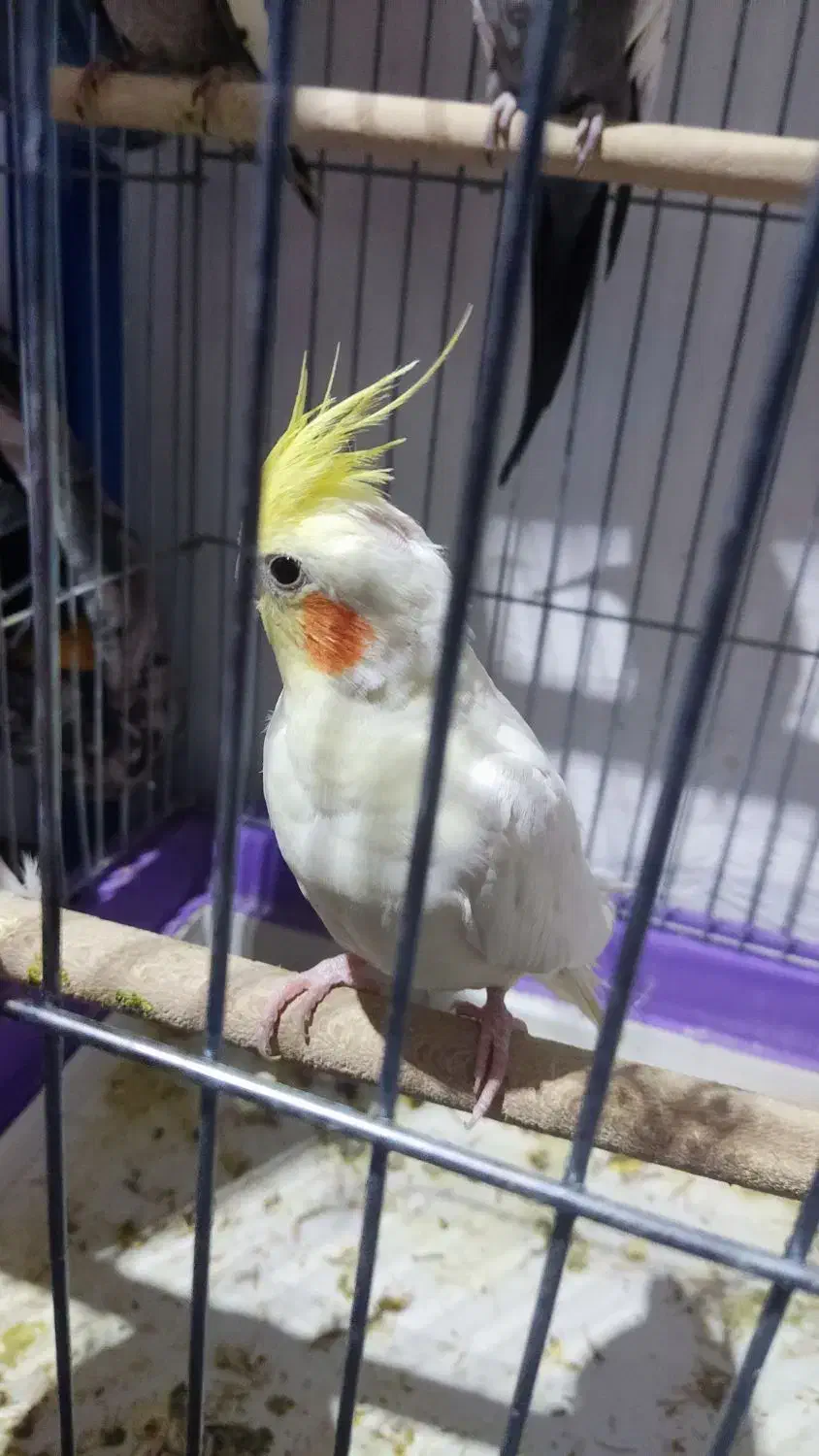 عروس هلندی بالغ|پرنده|بومهن, |دیوار