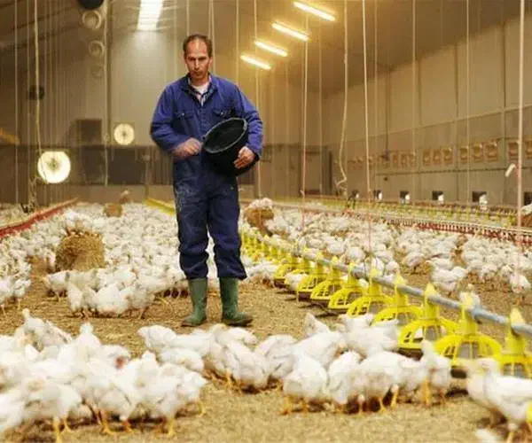 کارگر مرغداری هستم نیازمندکار|خدمات پیشه و مهارت|آبدانان, |دیوار