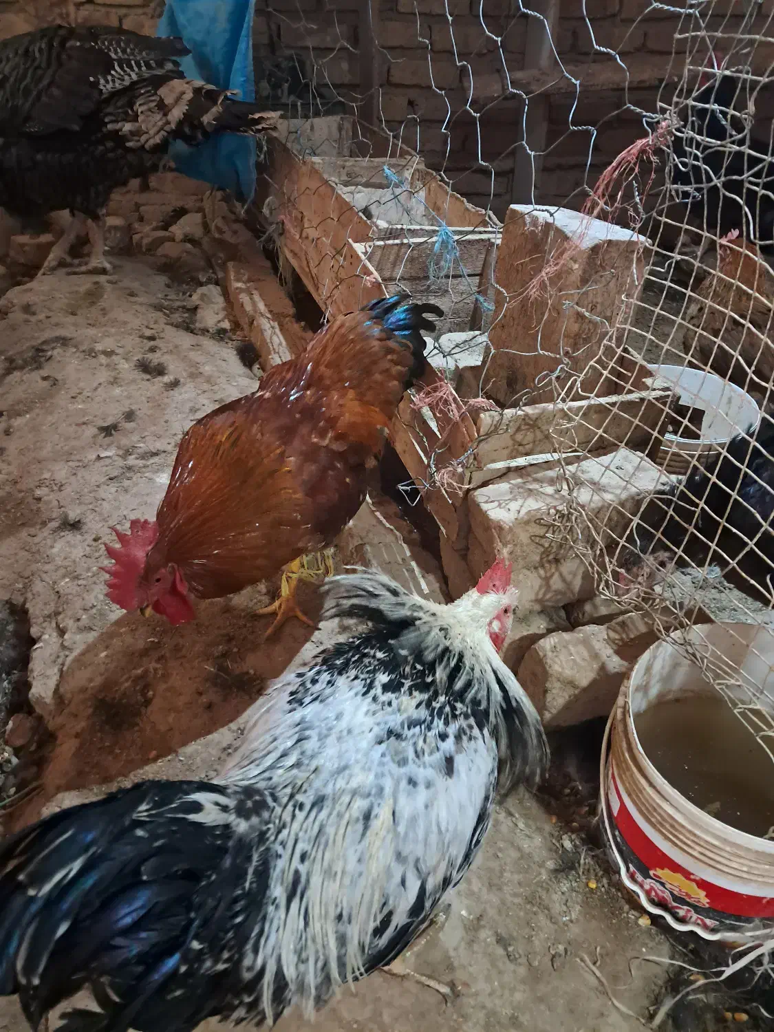 خروس درجه ۱|حیوانات مزرعه|هشتگرد, شهرک وحدت|دیوار