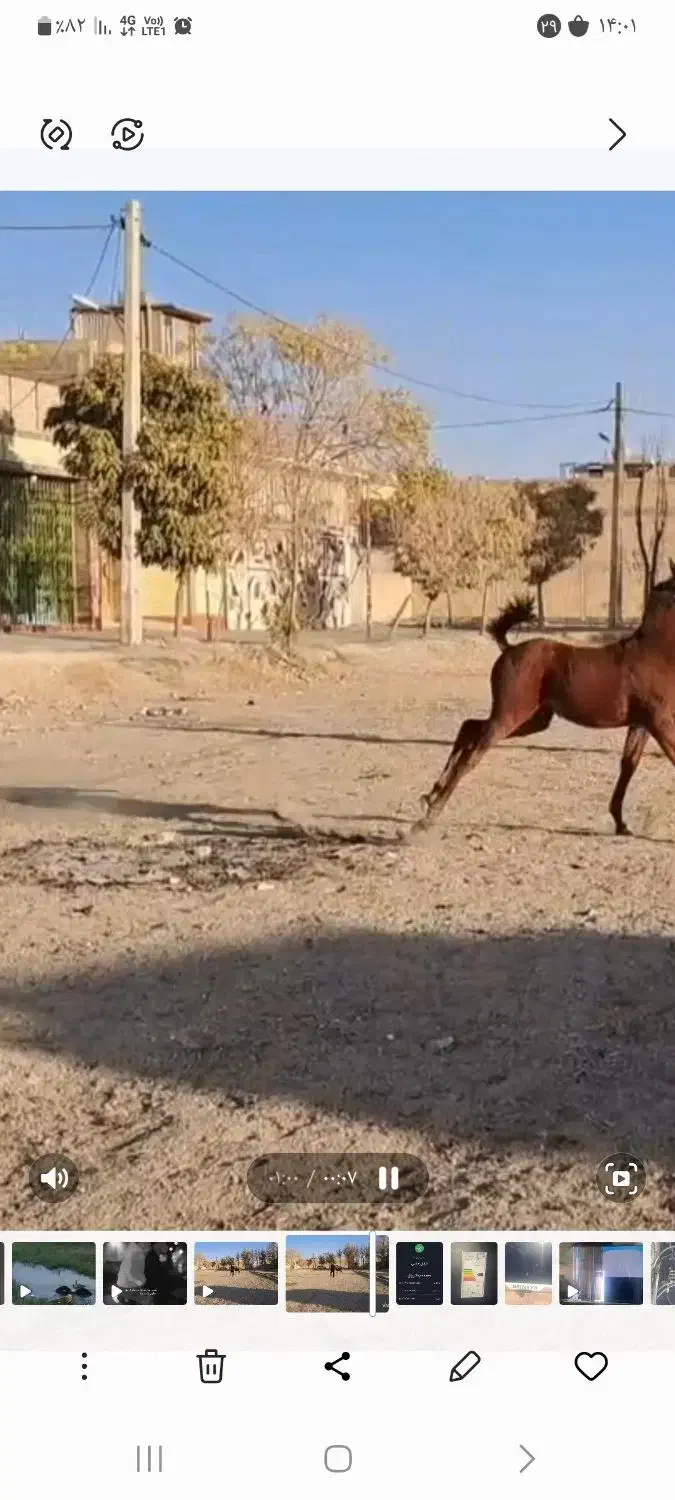 کره اسب|اسب و تجهیزات اسب‌سواری|فلاورجان, |دیوار