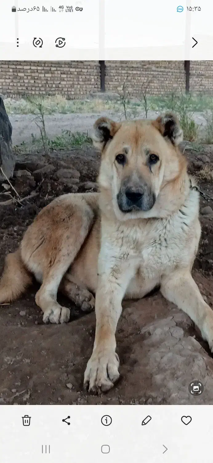 سلام برادران گله من این سگ گمشده کسی جایی دیده|سگ|اقبالیه, |دیوار