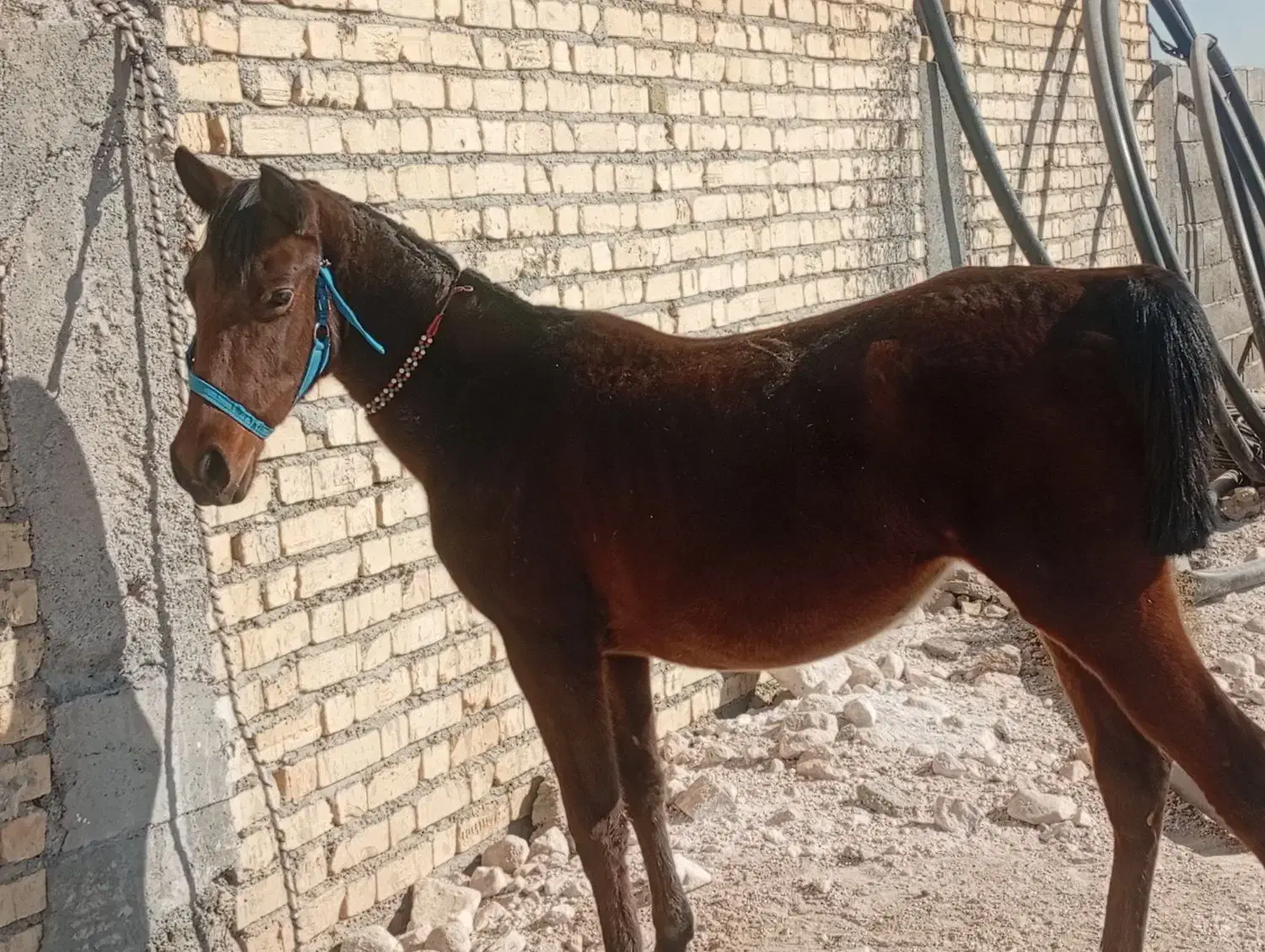 اسب|اسب و تجهیزات اسب‌سواری|شیراز, فرگاز|دیوار