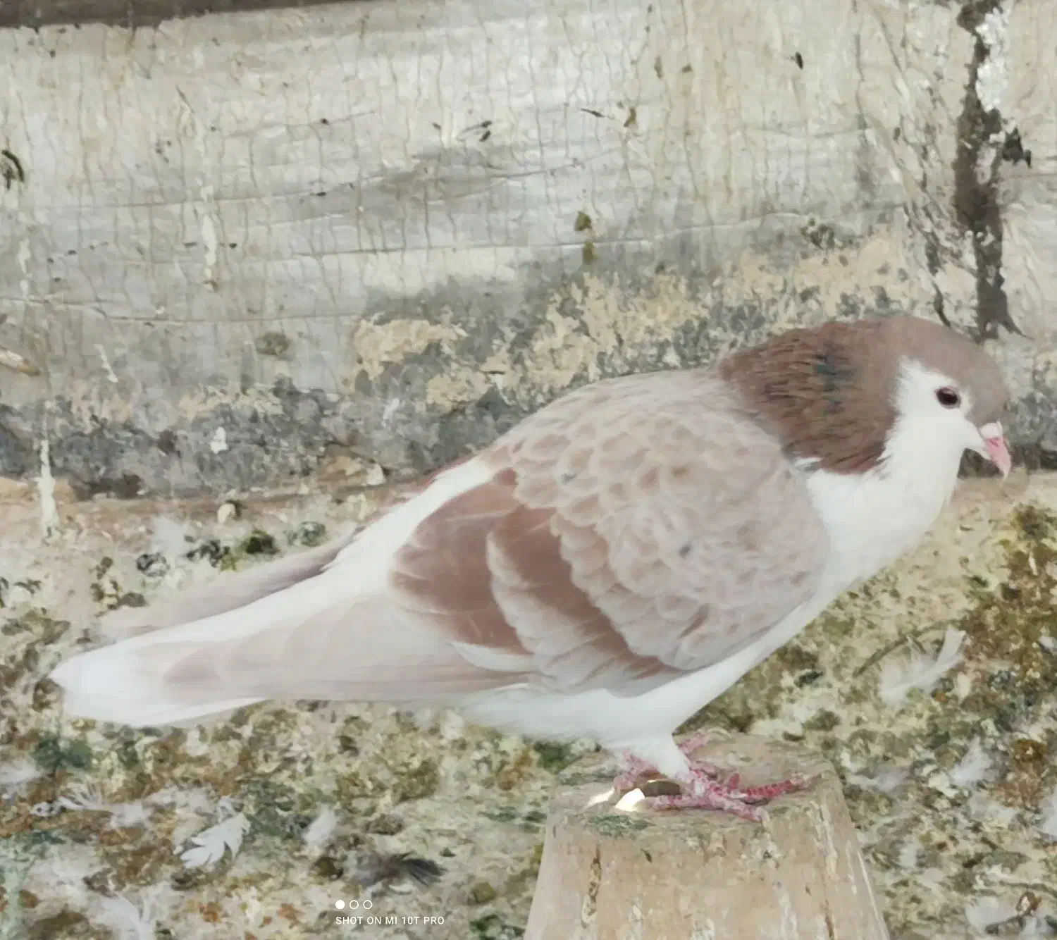 کبوتر دمگیر سرور پلاکی طوقی سینه پرشی|پرنده|اصفهان, بوستان ناژوان|دیوار