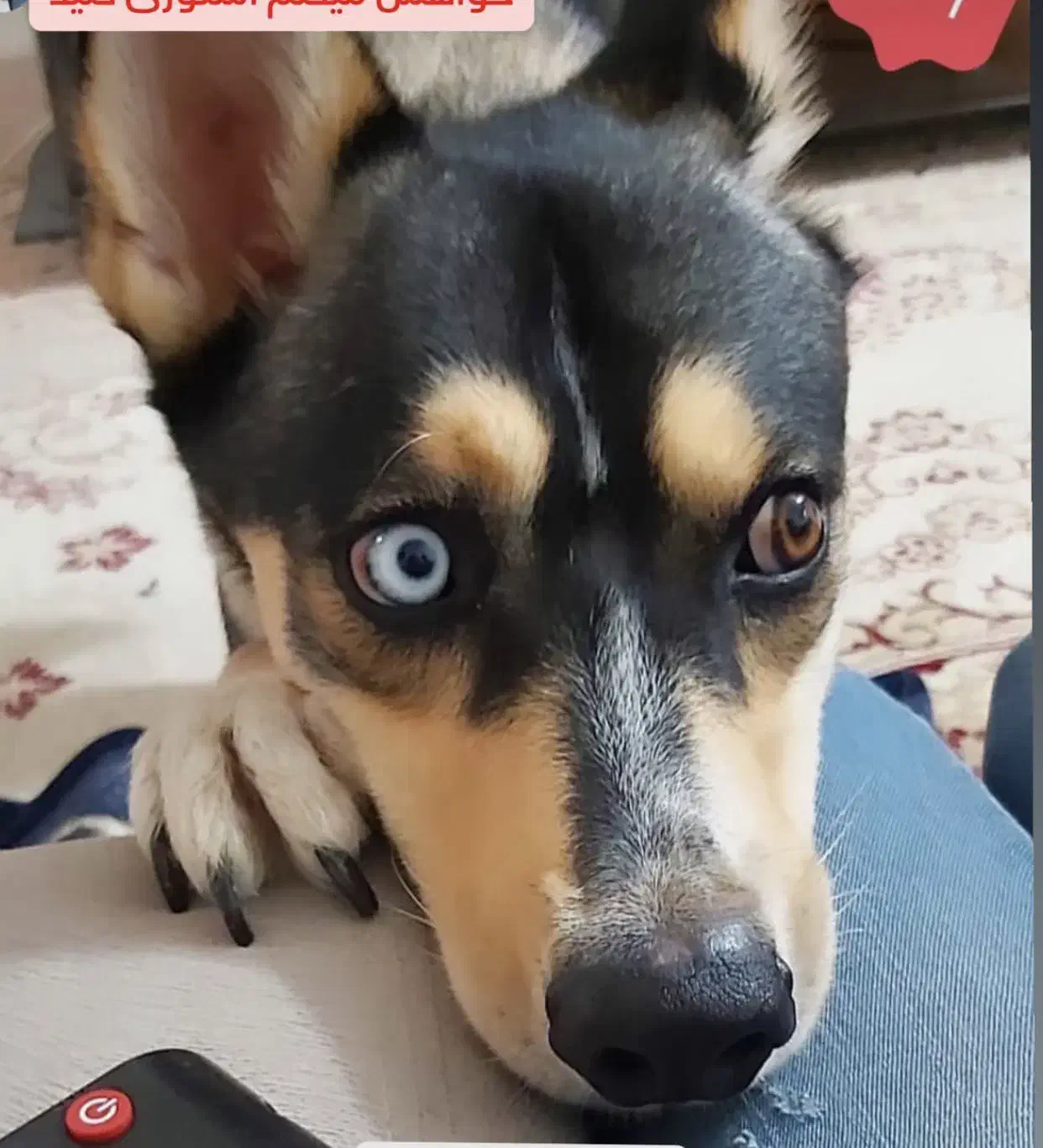 سگ گمشده محدوده خیابان ملکی رباط کریم|حیوانات|رباطکریم, رباطکریم|دیوار