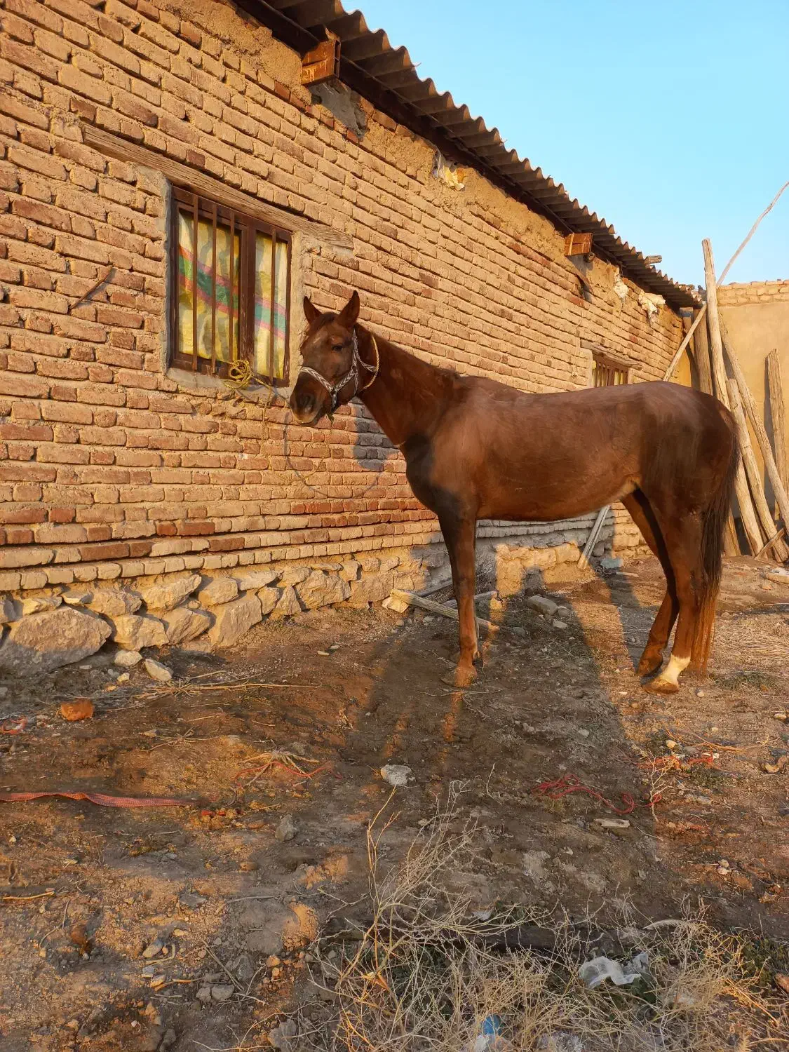 مادیان سواری دار|اسب و تجهیزات اسب‌سواری|بناب, |دیوار