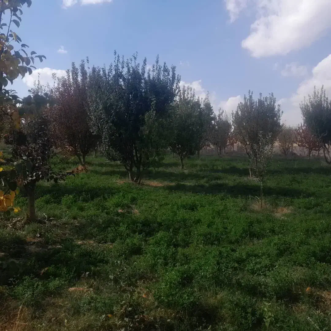 باغ 4 هزار متر شهرستان میانه 3 ساعت آب|فروش زمین و ملک کلنگی|کندوان, |دیوار