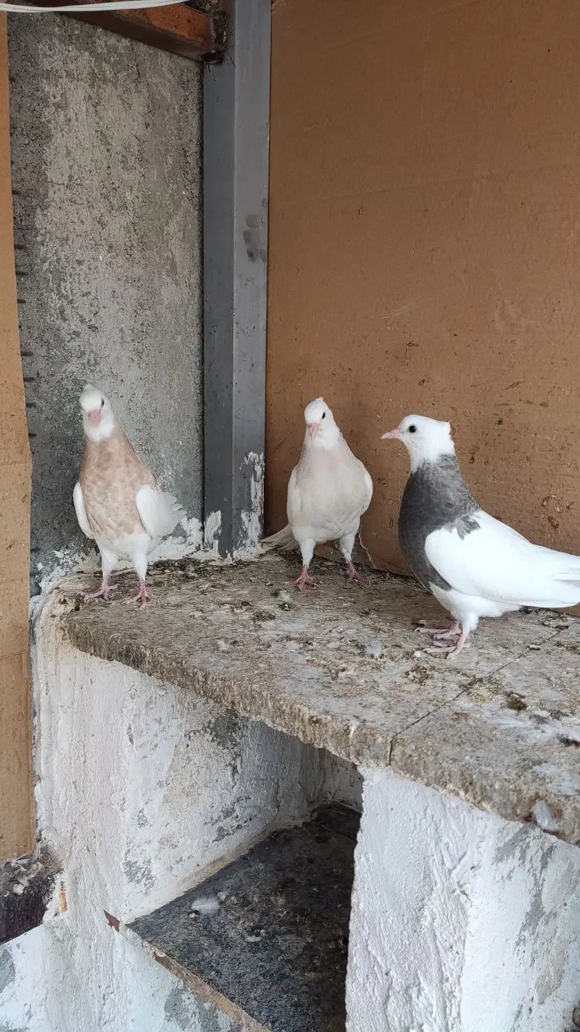 طوقی|پرنده|جناح, |دیوار