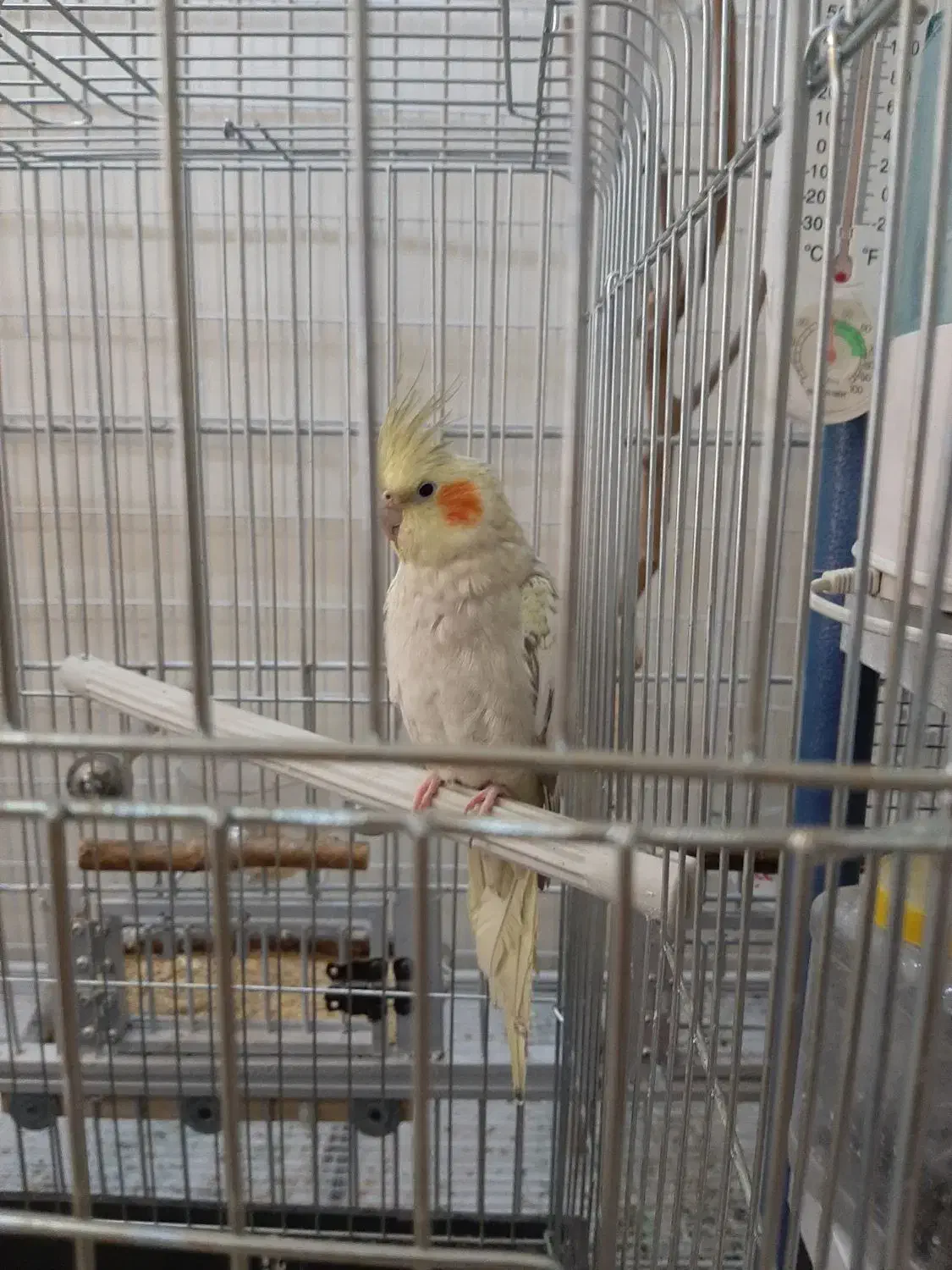 عروس هلندی نر هشت ماهه|پرنده|فردیس, شهرک شهید حسینی|دیوار