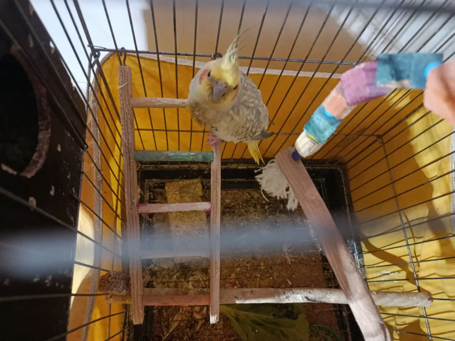 فروشی|پرنده|الوند, |دیوار