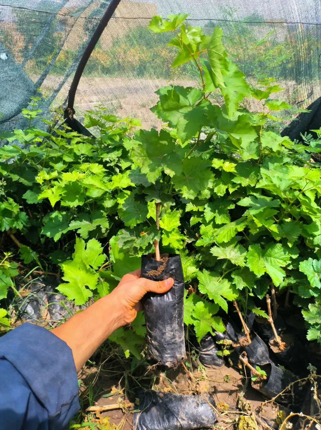 فلیم سیدلس انگو|خدمات باغبانی و درختکاری|بردسکن, |دیوار