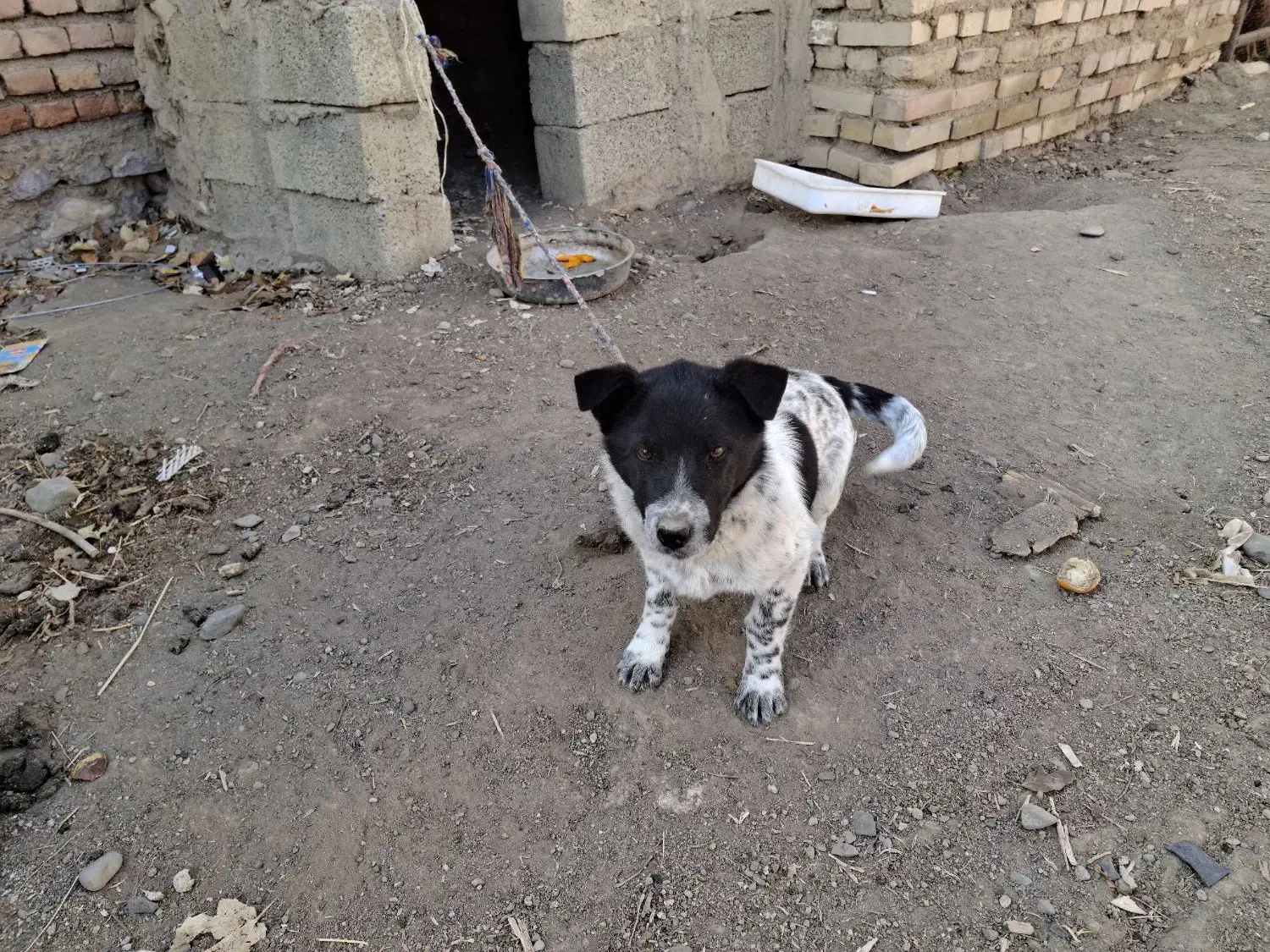 سگ پاکوتاه|حیوانات مزرعه|کوراییم, |دیوار