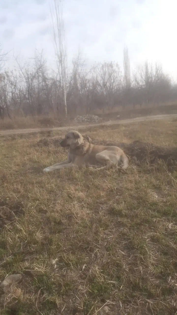 واگزاری|سگ|سلماس, |دیوار