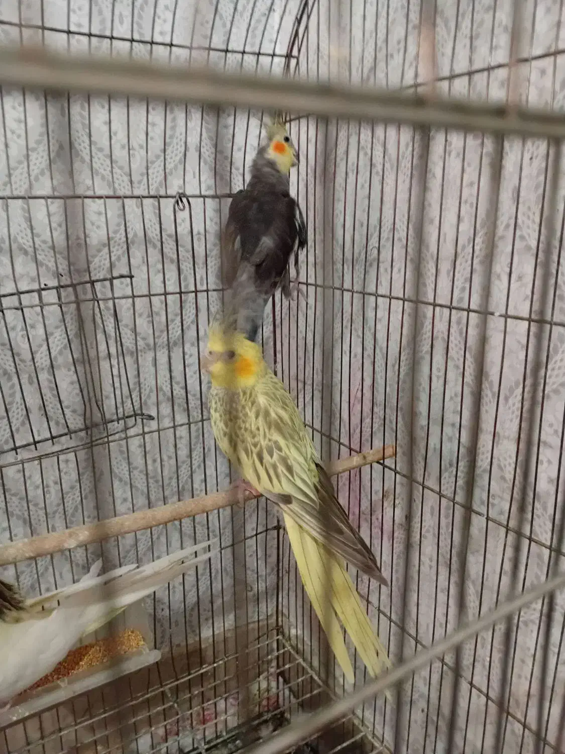 2جفت عروس هلندی|پرنده|کرج, عظیمیه|دیوار