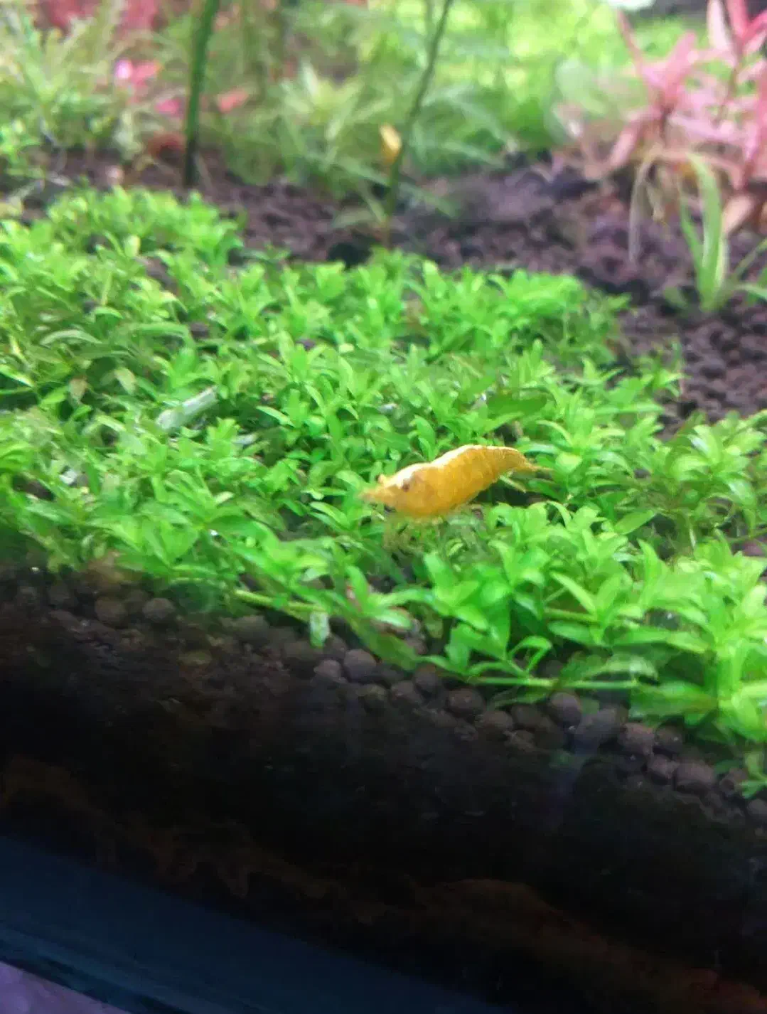 فروش میگو زینتی|ماهی|ملایر, |دیوار