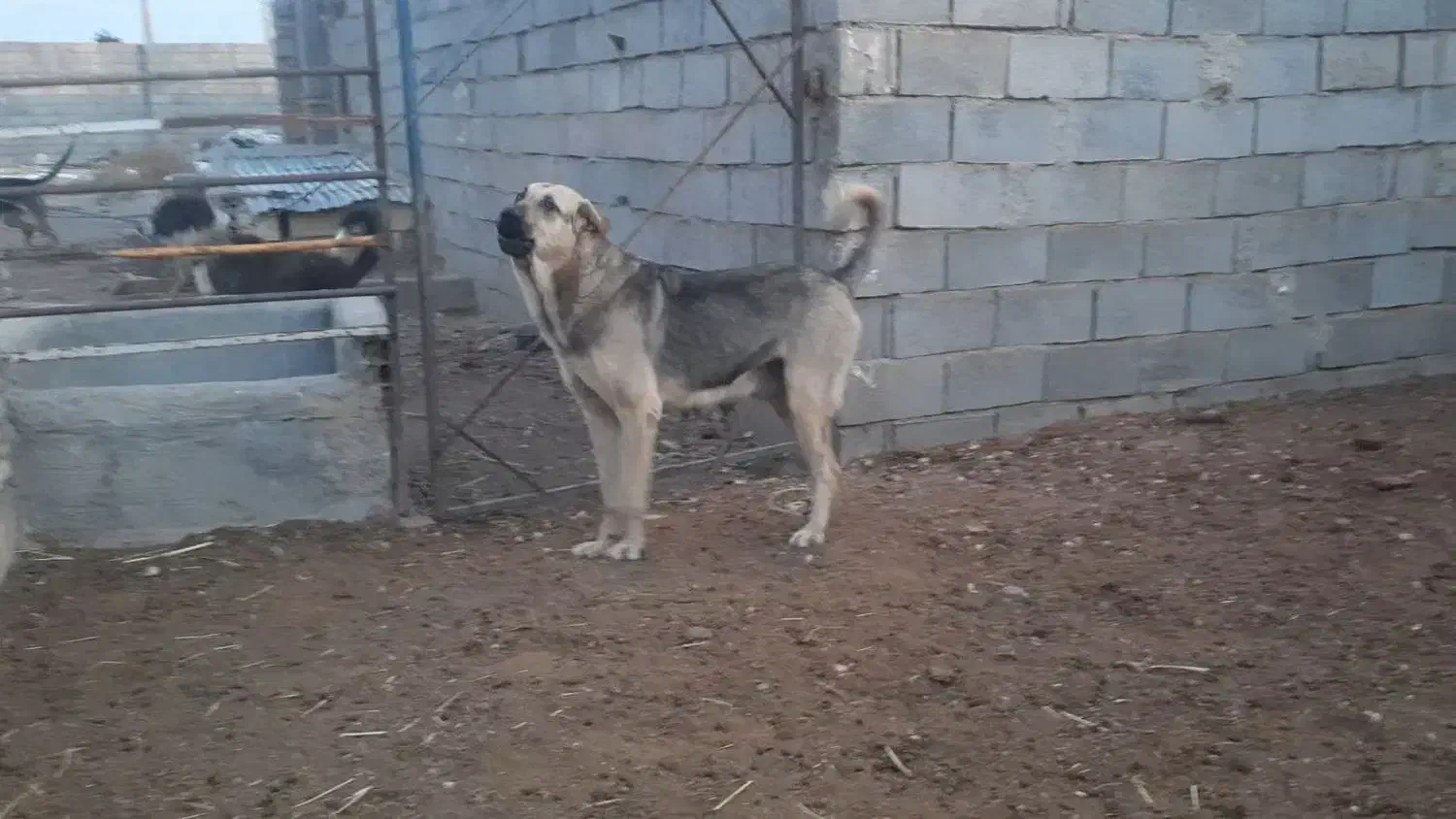 پژدر|سگ|شاهرود, |دیوار