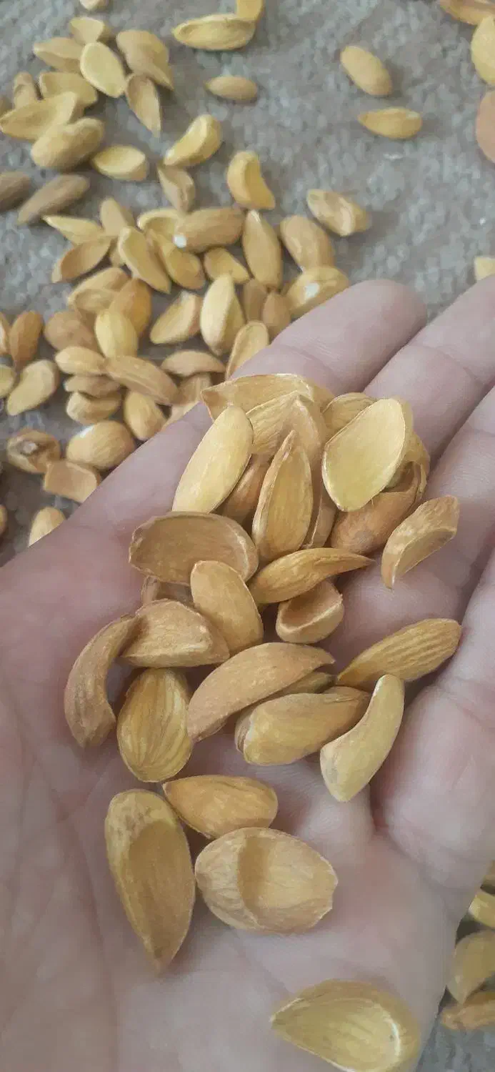 مغز بادام و بادام|خوردنی و آشامیدنی|تهران, سلسبیل جنوبی|دیوار