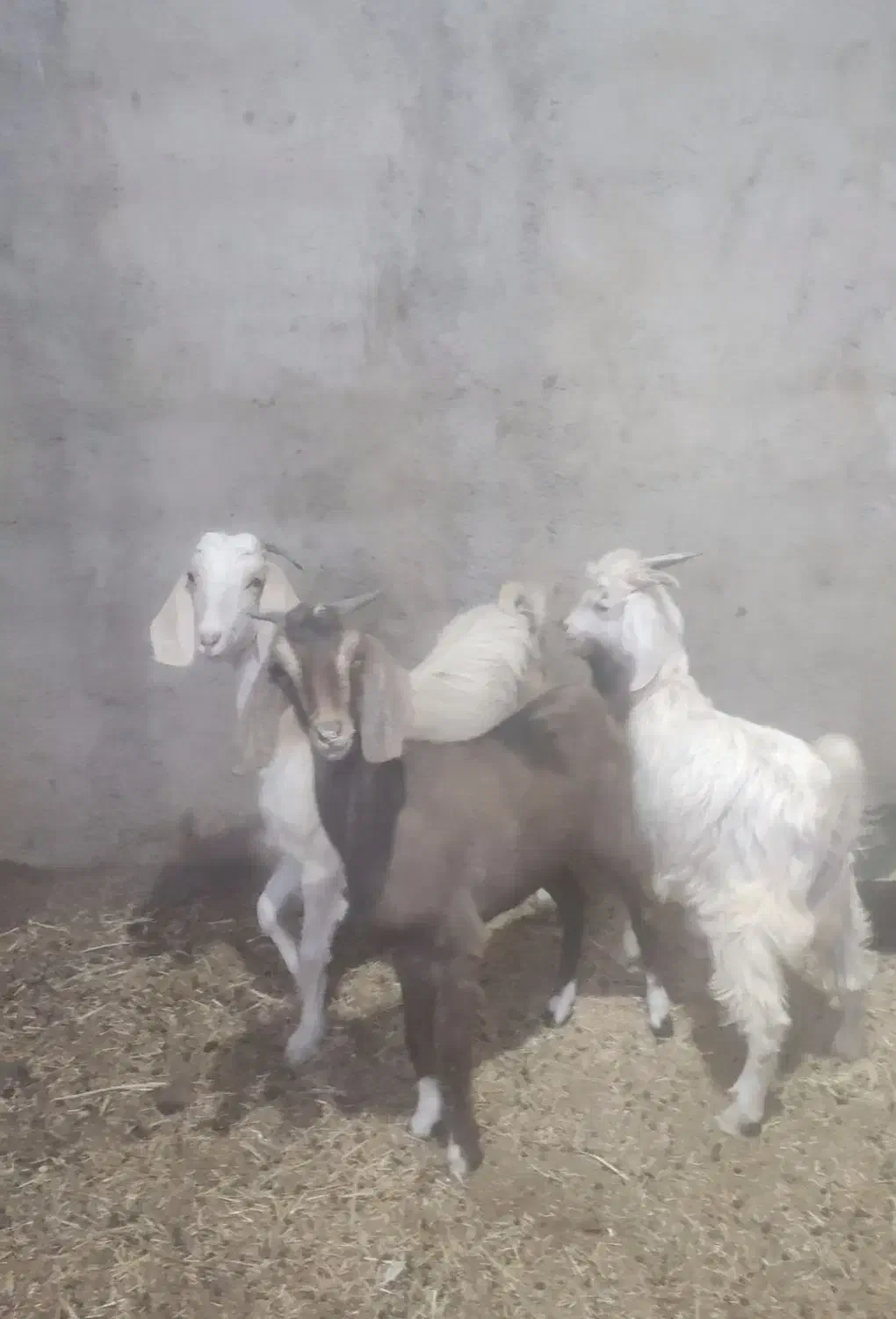 بزغاله دورگ پاکستانی|حیوانات مزرعه|آران و بیدگل, |دیوار