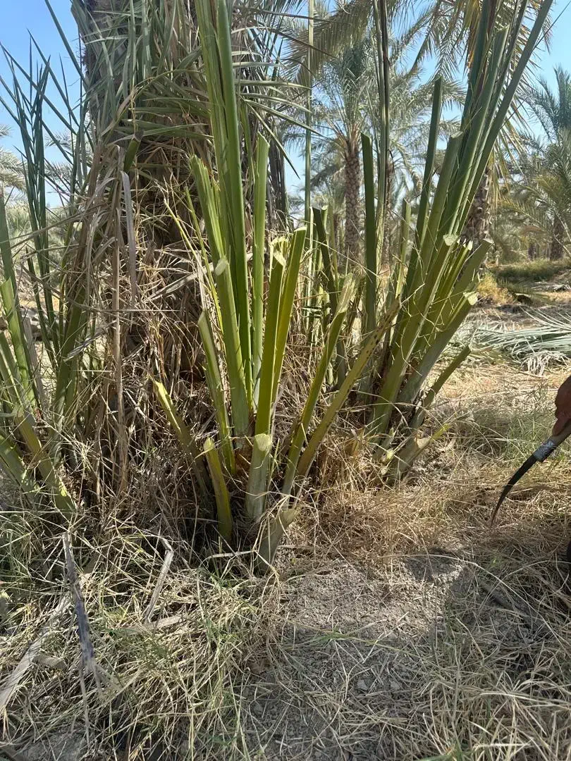 دمیت نخل کبکاب(پاجوش)|گل و گیاه طبیعی|سعدآباد, |دیوار