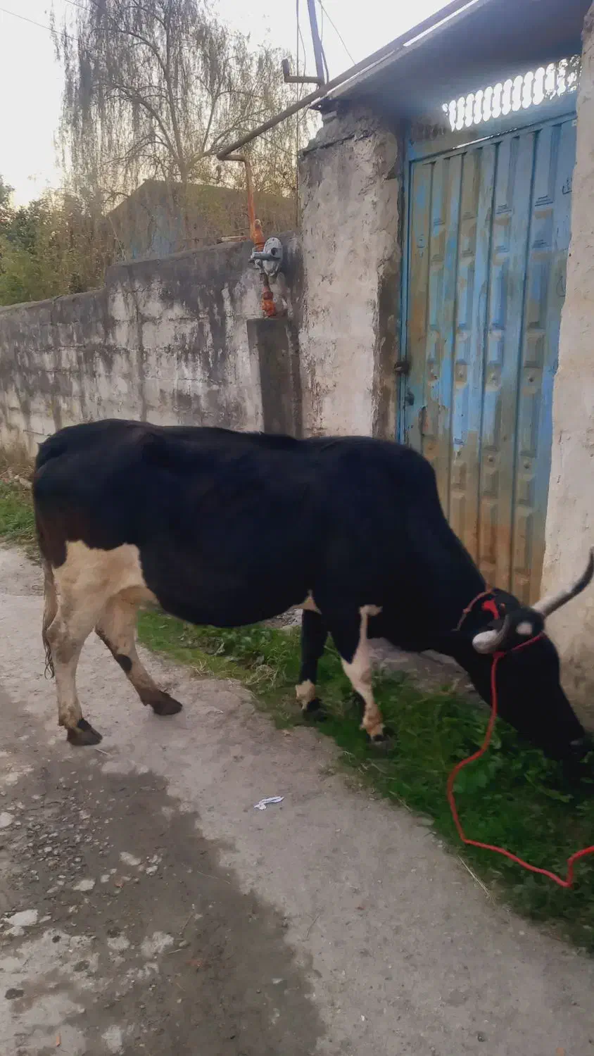 گاو دورگ محلی ۸ماه ابستن|حیوانات مزرعه|شیرگاه, |دیوار