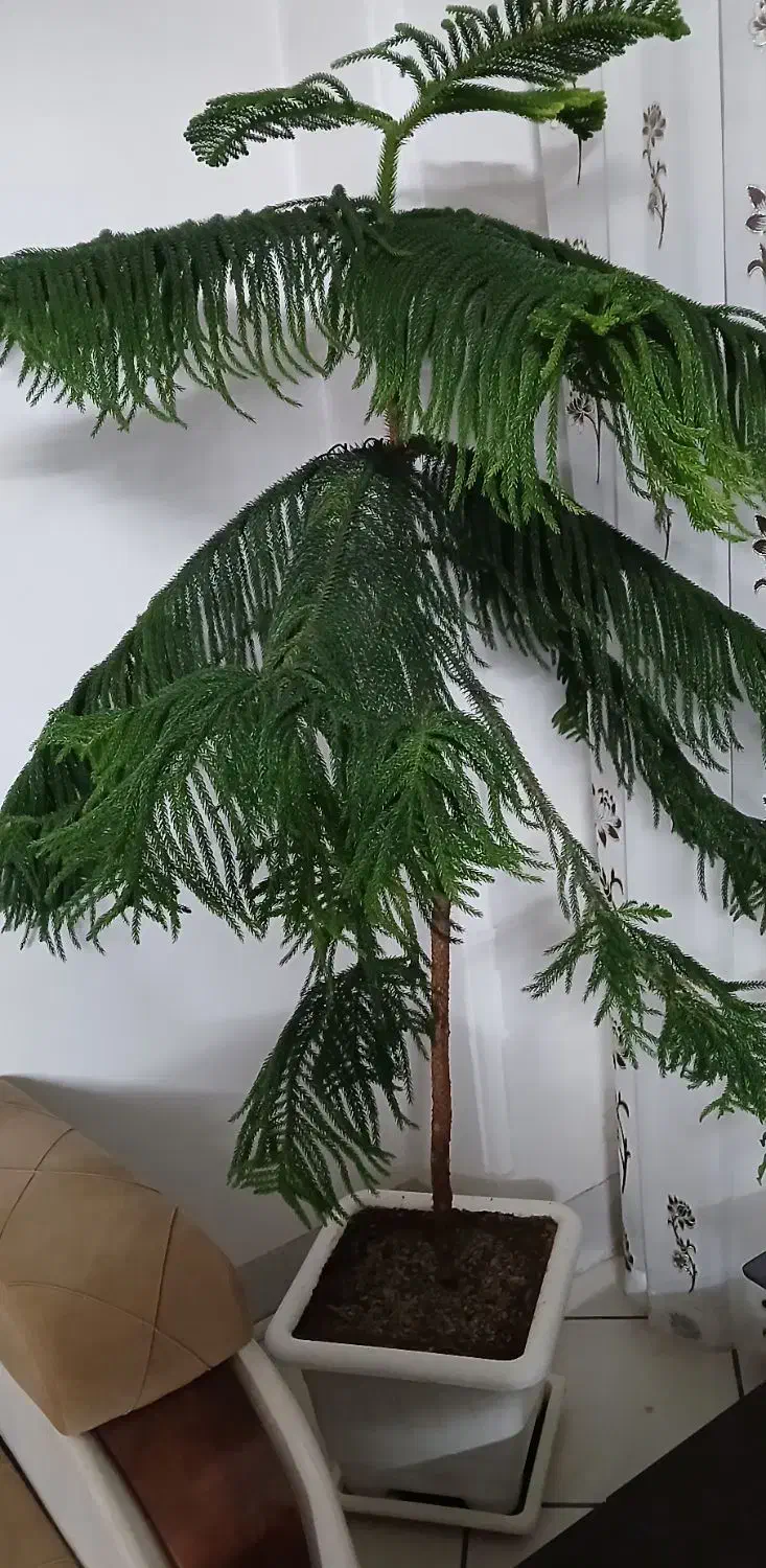 فروش کاج طبقاتی|گل و گیاه طبیعی|شاهرود, |دیوار