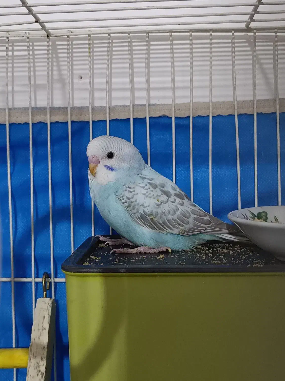 فروش عروس هلندی|پرنده|مهاجران, |دیوار