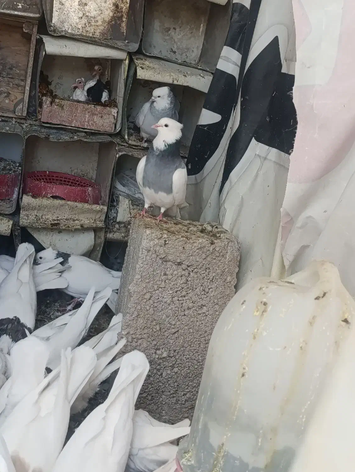 کبوتر طوقی|پرنده|کوهبنان, |دیوار