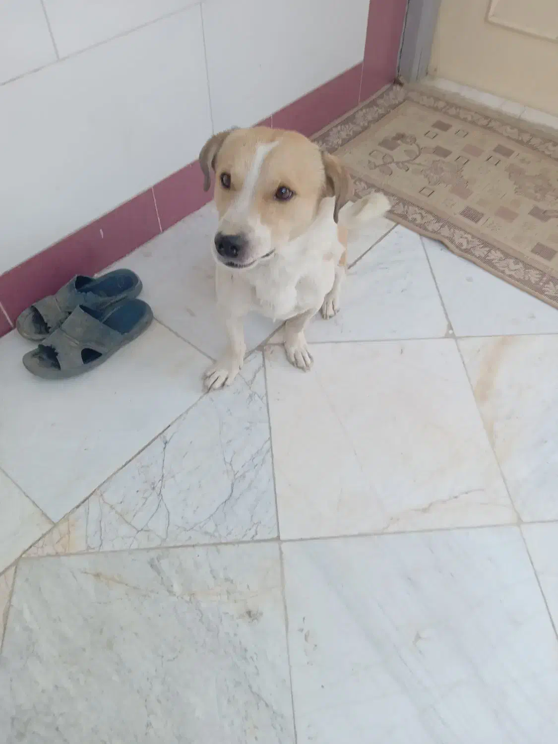 فروش سگ|سگ|گلپایگان, |دیوار