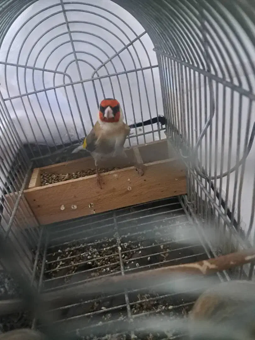 دو عدد سهره گل بلند کشیده استان فارسی درجه یک|پرنده|شیراز, قلعه نو|دیوار