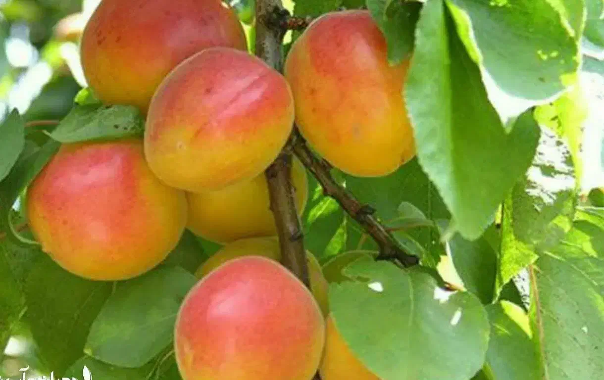 پیشفروش نهال زردآلو شاهرودی|خدمات باغبانی و درختکاری|آستارا, |دیوار