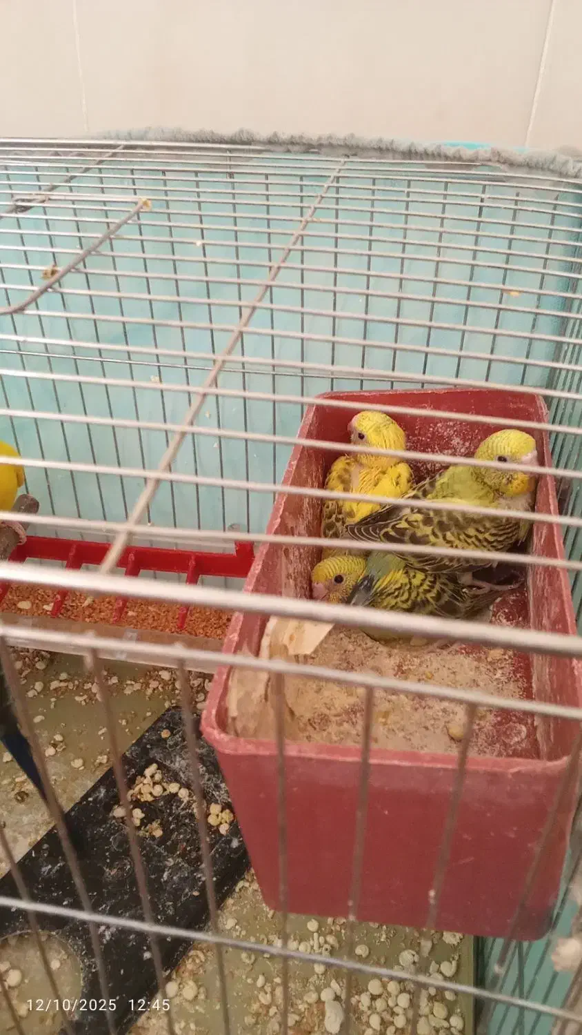 یک جفت مرغ عشق با چاهارتا جوجه|پرنده|فسا, |دیوار